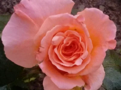 laaalaaa - Róża 98/100 z mojego ogrodu ( ͡° ͜ʖ ͡°)
#mojeroze #chwalesie #ogrodnictwo...