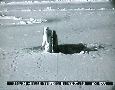 brusilow12 - Niedźwiedź polarny zainteresowany sterem ogonowym USS Connecticut (SSN-2...