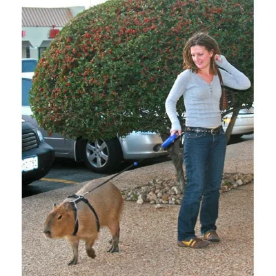 CzlowiekMagnetowid - Kiedyś kupię sobie kapibarę. #oswiadczenie #gownowpis