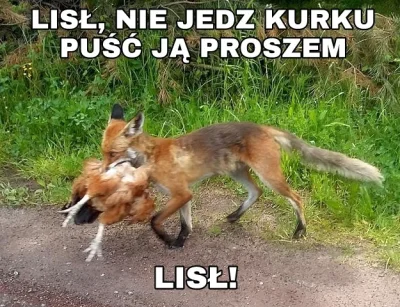 pogop - #pogopsuszy #heheszki #humorobrazkowy #codziennekitku #lis #lisl #codziennyli...