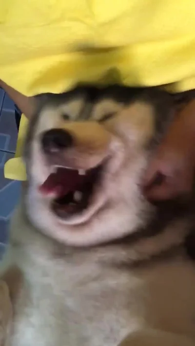 likk - #gif #smiesznypiesek 


https://i.imgur.com/7LkZrDz.gifv