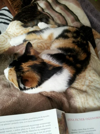 motylkowa - Niedziela. Niedziele sa fajne:) Leżę i czytam,a kotek grzeje mi nogi;) #p...