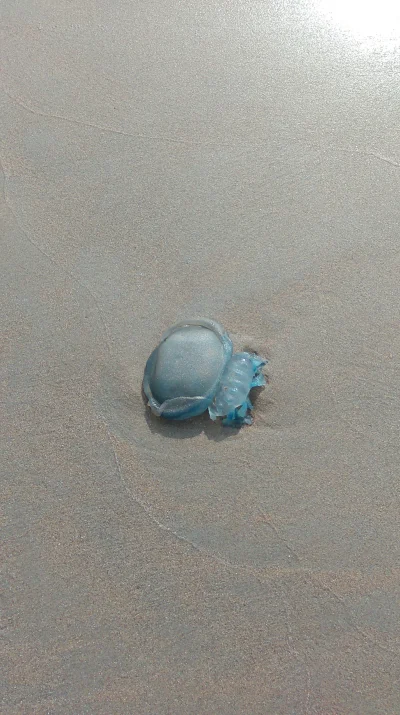 Amestris - Patrzcie jaką fajną meduzę znalazłam na plaży ( ͡º ͜ʖ͡º)
#morze #morzepoln...