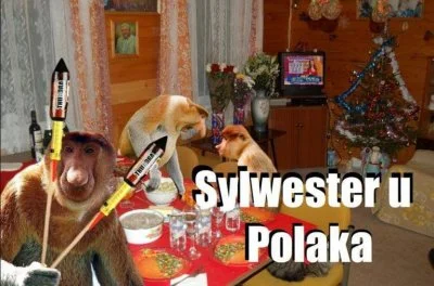 wlepierwot - #polak #nosaczsundajski #gownowpis