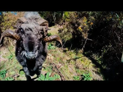 awaryjan - Niepierwszy to dron, który naciął się na baranka. Tutaj jeszcze właściciel...