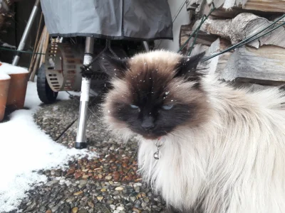 Hellvis - Zmarznięty kot = zły kot
Marta nie przepada za śniegiem, chociaż jak na kot...