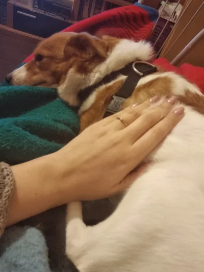 Shyvana - Plusujcie Tofisia, staruszek zasluzyl na plusika

#pies #psy #pokazpsa #smi...