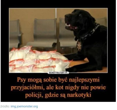 futu - #pdk #narkotykizawszespoko #smiesznypiesek #smiesznekotki