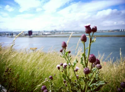 innv - Narodowy kwiat Szkocji a w tle panorama #aberdeen 

#szkocja #uk