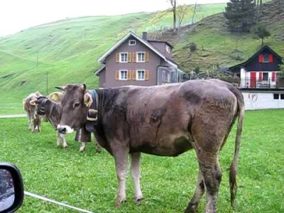 repiv - Na tym filmiku te dzwonki są strasznie irytujące. Na szczęście krowy są już p...