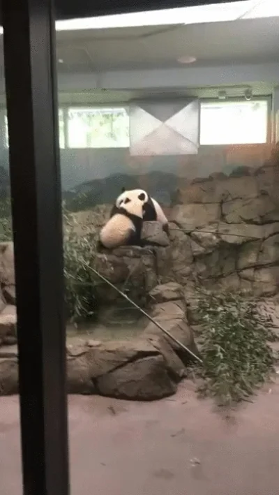 likk - #pandysazajebiste inaczej

#gif #panda #zwierzaczki

http://i.imgur.com/Y7...