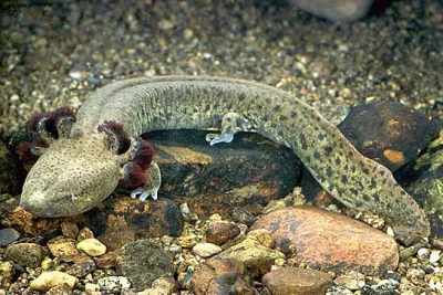 6566 - A oto jego krewniak zza oceanu, odmieniec amerykański (Necturus maculosus).