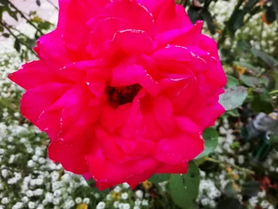 laaalaaa - Róża 70/100 z mojego ogrodu ( ͡° ͜ʖ ͡°)
#mojeroze #chwalesie #mojezdjecie...