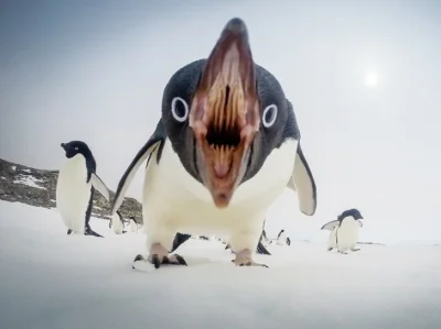 wszyscy - #mikroreklama
Mroczna prawda o słodkich pingwinach