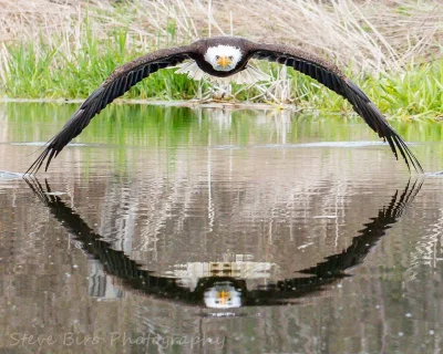 Pani_Asia - #eagle #zwierzaczki #zwierzeta #estetyczneobrazki #ptaki #dziendobry