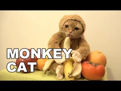Kwilos - Koty liżo banany!
#koty #kot #smiesznypiesek #kotylizomaslo #heheszki