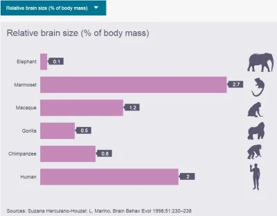 fir3fly - Interaktywna infografika dotycząca budowy mózgu: czy wielkość mózgu ma znac...