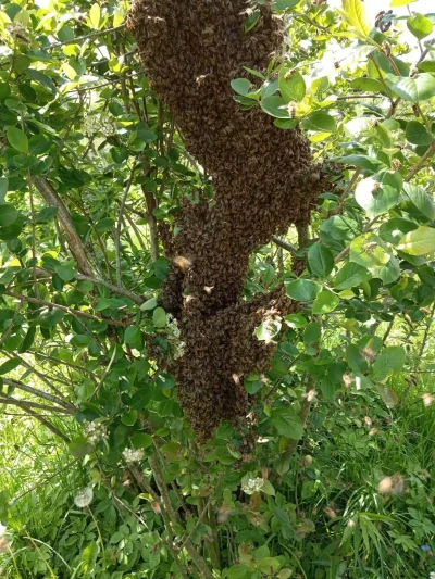 chomikagresor - Rój pszczół zaraz przed ulewami - Podkarpacie, maj 2019. Zrobiły sobi...