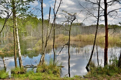 biuna - #zdjeciabybiuna #krajobraz #torfowisko

Mazowiecki Park Krajobrazowy, czyli o...