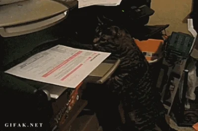 DrukarkaDoPapieruKolorowego - E tam, koty są bardzo pomocne, o np. ten tutaj drukuje ...