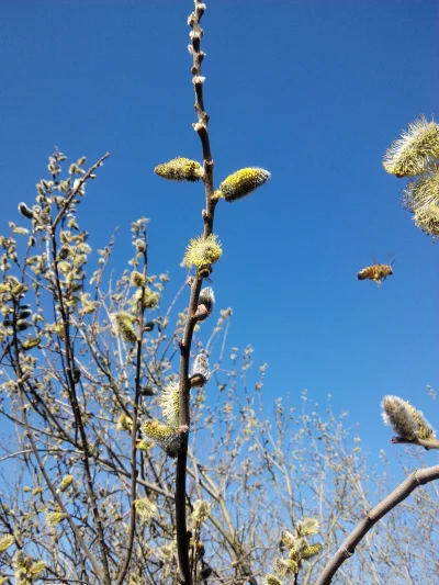 goromadska - Raport 

Są pszczoły i mają się dobrze. Na niektórych zdjęciach widać py...