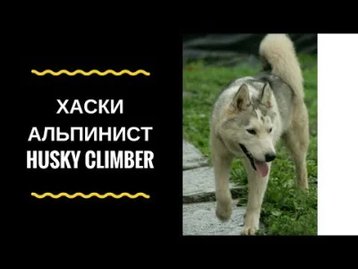 StivoRokk - @StivoRokk: 
Husky zachowuje się jak wiewiórka
#husky #pies #psy #siber...