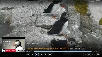 kodiwpigulce_pl - Do kawy popołudniowej polecam podglądanie Maskonurów. ( ͡° ͜ʖ ͡°)
...