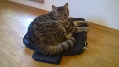 rdza - To znak, że powinnam zostać w domu( ͡° ͜ʖ ͡°)

#pokazkota #koty #dziendobry