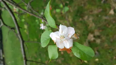 titus1 - Przyrodę poyebało do reszty. Dziś zrobiłem zdjęcie kwitnące jabłoni...
#pogo...