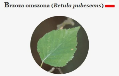 p.....2 - #polskiedrzewa

Brzoza omszona (Betula pubescens)

Brzoza - rodzina brz...