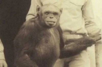b.....8 - W 1967 roku Chińczycy zapłodnili szympansicę ludzkim nasieniem.
To nie był...
