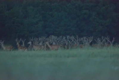 husky83 - Wybaczcie tragiczną jakość, ale ISO było gigantycznie podkręcone, bo zdjęci...