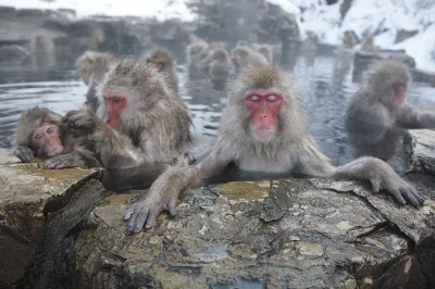 Jasiek794 - Małpy lubią kąpiele więc nic dziwnego że taka udomowiona kapucynka chętni...