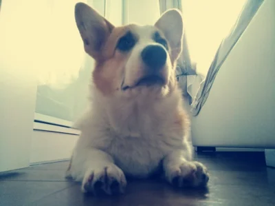 KIJU87 - #sheldonthecorgi #corgi #pokazpsa #smiesznypiesek #psy