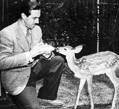 S.....n - 1942 rok - Walt Disney z pierwowzorem jelonka "Bambi". Jelonek ten trzymany...