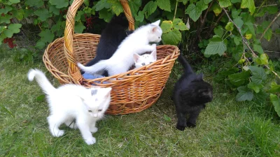 furgala - Mam pare kotów do rozdania, ktoś chętny? Koty są w olsztynie :)