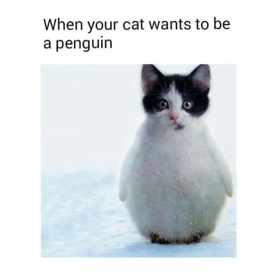 Siaa - #pingwinki #koty #smiesznypiesek
