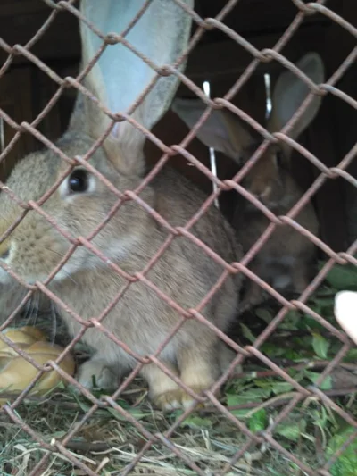 L.....a - @LibraVersusLibra: królicze #plodnajulka do których może trafić Stefan