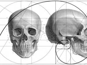 RFpNeFeFiFcL - Neurochirurdzy znaleźli złoty podział konstrukcji ludzkiej czaszki.

...