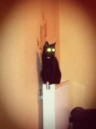 NocnaBestia - Demon życzy miłego wieczoru :)
#koty #kitku #pokazkota #smiesznykotek