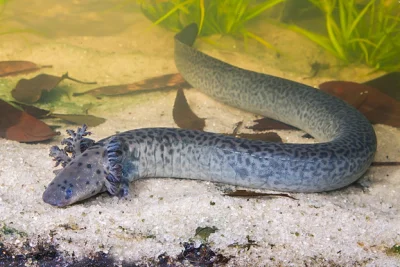Sierkovitz - Duża syrenka

W Alabamie odkryto nowy gatunek salamandry z rodzaju Sir...