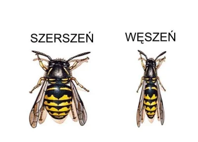 wykopowa_ona - Coś z serii moje ulubione #smieszneobrazki. #byloaledobre