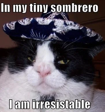 Oszaty - #sombrero #sombrerocats #koty