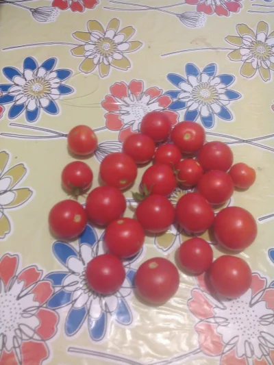 Stalowa_Figura - Moje #pomidory cherry ze skrzynki na balkonie :D pierwszy raz hodowa...