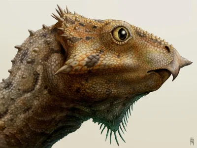 CrazyDino - Pod koniec zeszłego roku opisano najstarszego dinozaura rogatego z Ameryk...