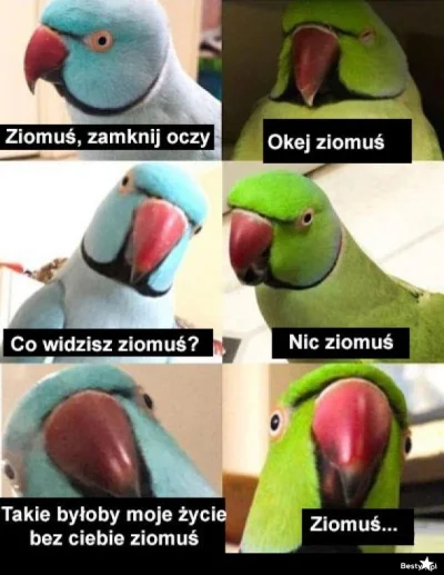 oszty - dawno nie było ʕ•ᴥ•ʔ
#dziendobry #heheszki #papugi #humorobrazkowy