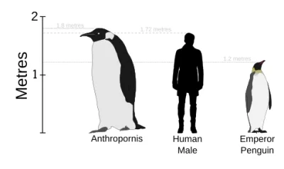 CulturalEnrichmentIsNotNice - ANTROPORNIS (Anthropornis nordenskjoeldi), wymarły ptak...