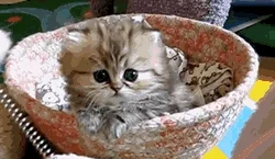 MamGlupiNick - Wstawiam tu uroczego kotka, aby zyskac atencje #rozowepaski



#koty #...