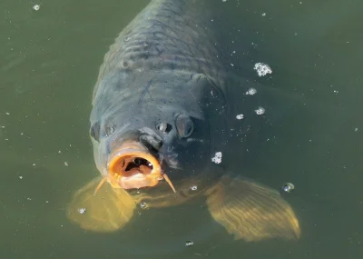 kubasruba - Karp smakuje jak muł i błoto. 


Dajcie spokój tym biednym rybom.
Zjedzci...