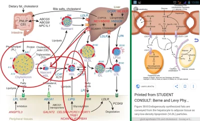 NooB1980 - @sebastian-ka-735: Kolega na A nie ma racji. Liczy sie stosunek TG/LDL (im...